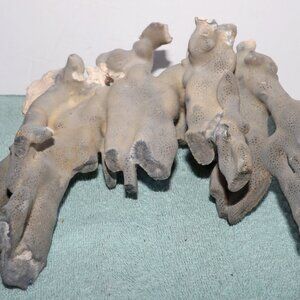 Blue Ridge Coral Cluster – 10" x 9" Natural Specimen